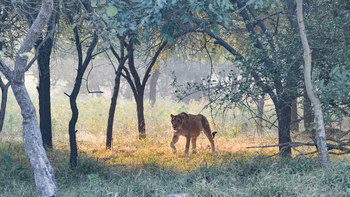 The Postcard Gir Wildlife Sanctuary: Pirschende Löwin