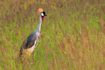 Time + Tide South Luangwa Time + Tide South Luangwa: Kronenkranich