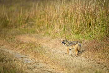 Vanghat: Golden Jackal