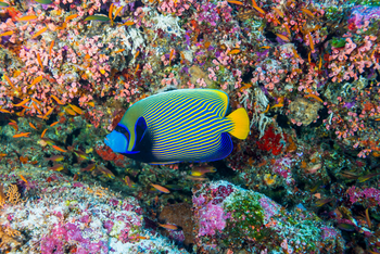 Alphonse Island Lodge: Kaiserfisch