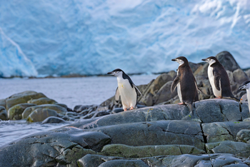 Antarktis: Zügelpinguine auf rauen Felsen am Gletscher