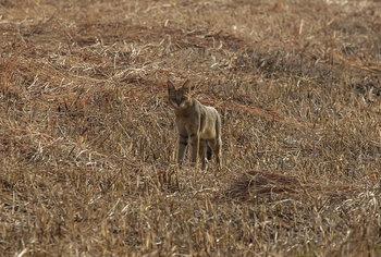 Blackbuck Safari Lodge: Jungle Cat