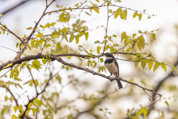 Camp Kuzuma: Chinspot Batis