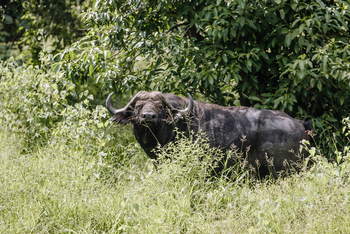 Chilo Ivory Trail Adventure: Büffel