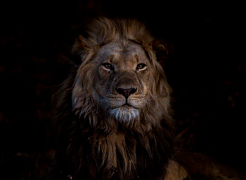 Chisa Busanga Camp Chisa Busanga Camp: Löwenportrait