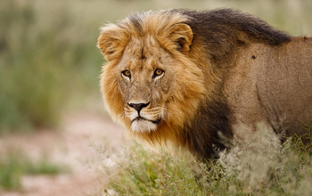 Deception Valley Lodge Deception Valley Lodge: Kalahari-Löwe