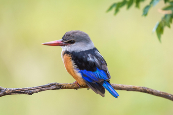 Duma Tau Camp: Grey-headed Kingfisher