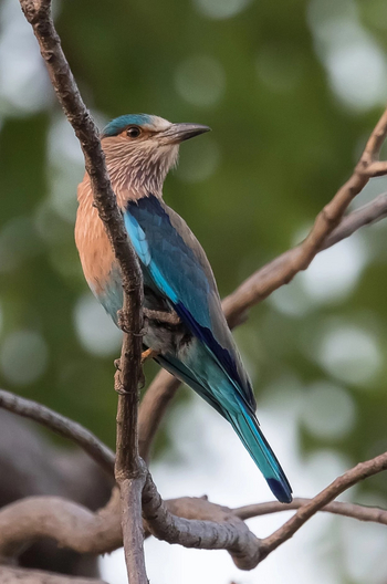 Emerald Tiger Retreat: Hinduracke