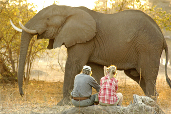 Goliath Tented Camp Goliath Tented Camp: Stretch und Big Tusker