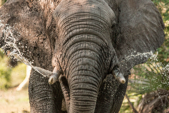 Gorongosa Safaris: Nahaufnahme Elefant