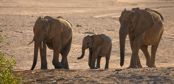 Hoanib Valley Camp Hoanib Valley Camp: Elefantenbaby mit Geschwistern