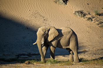 Hoanib Valley Camp Hoanib Valley Camp: Elefantenbulle