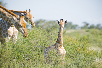 Kalahari Red Dunes Lodge: Giraffen