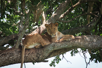 Kidepo National Park: Schattiger Platz im Baum