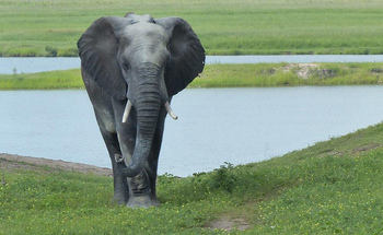 Kubu Lodge: Elefantenbulle