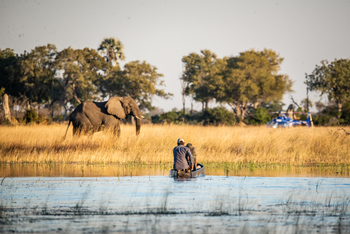 Beagle Expeditions: Elefant am Ufer