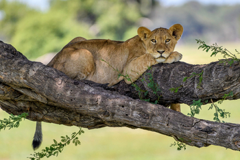 Linkwasha Camp Linkwasha Camp: Löwin im Baum