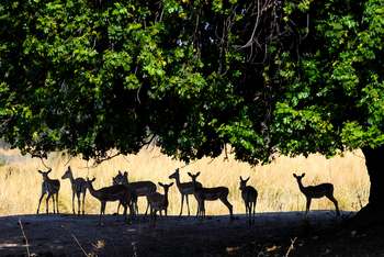 Little Ruckomechi Camp: Antilopenherde
