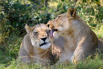 Little Vumbura Camp: Zugeneigte Löwen