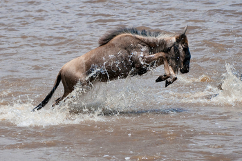 Mara Plains Camp: Gnu im Mara