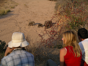 Mdonya Old River Camp: Elefanten im Flussbett
