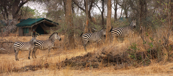 Mdonya Old River Camp: Zebras im Camp