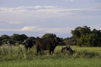 Mombo Camp: Grasende Büffel