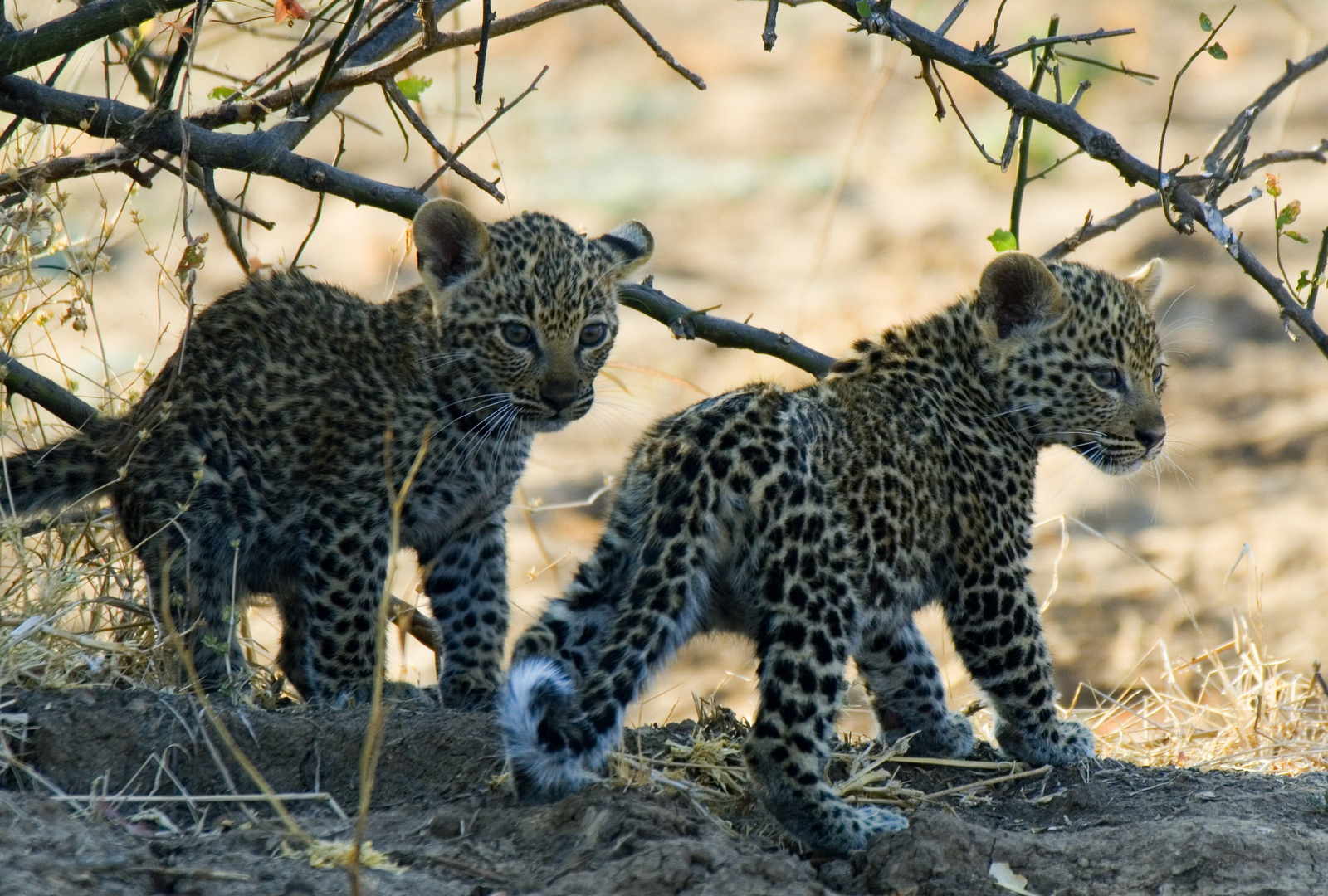 Mwaleshi Camp Mwaleshi Camp: Leopardenbabies