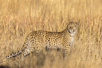North Island Okavango Camp North Island Okavango Camp: Leopard im Gras