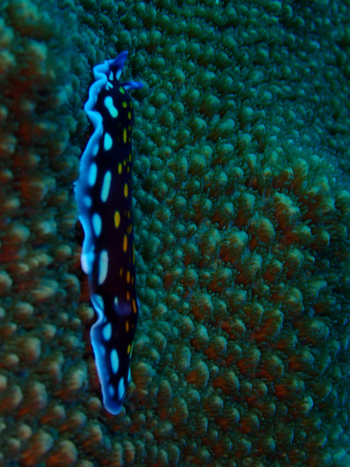 Nuarro Lodge: Meeresschnecke