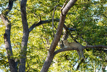 Okavango Explorers Camp Okavango Explorers Camp: Leopard