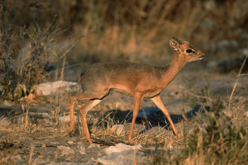 Okonjima Plains Camp: Damara Dikdik
