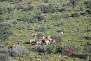 Old Traders Lodge: Elenantilopen