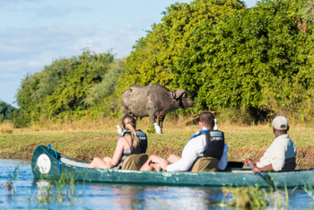 Royal Zambezi Lodge: Kanu und Buffalo
