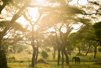 Sanctuary Swala: Elefant im lichten Wald