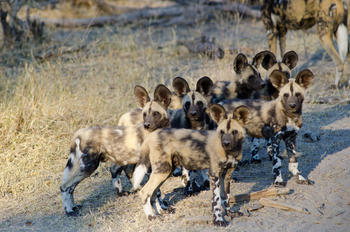 Savuti Camp Savuti Camp: Wildhundrudel