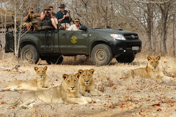 Shenton Safaris: Game Drives