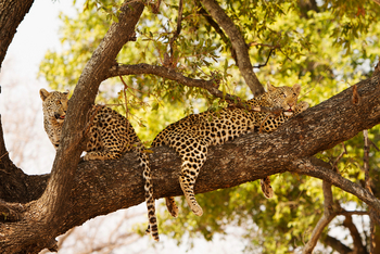 Shinde Lodge Shinde Lodge: Jungtiere im Baum