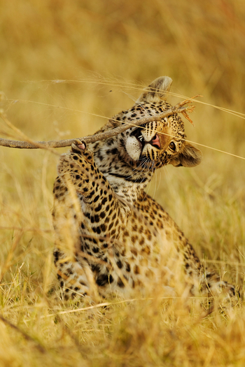 Shinde Lodge Shinde Lodge: Spiel mit einem Ast