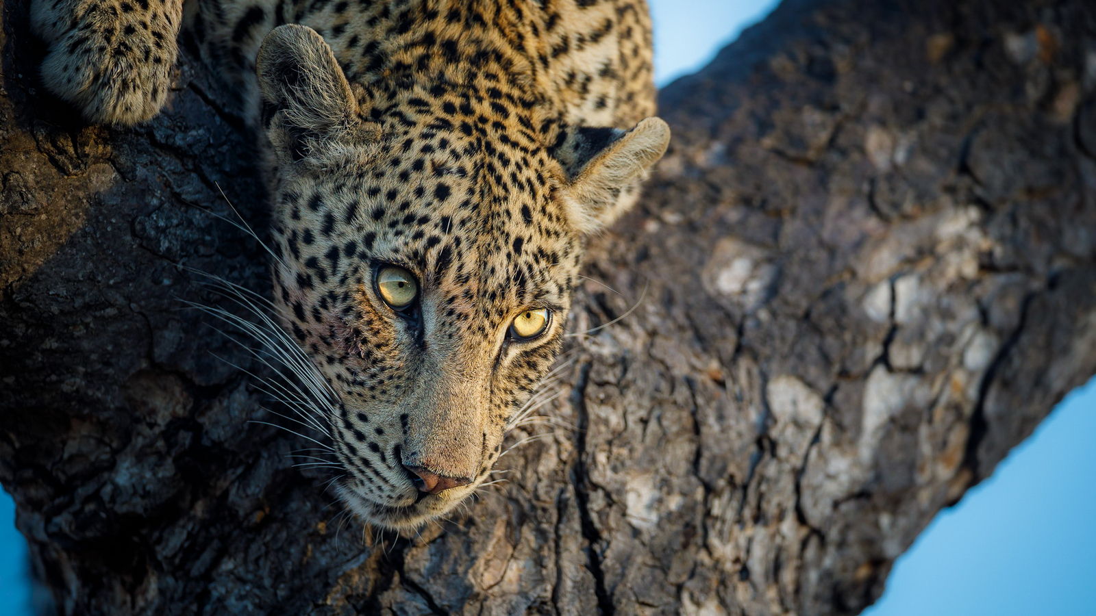 Tanda Tula Safari Camp Tanda Tula Safari Camp: Leopard