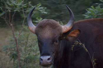 Tathastu Resort Satpura: Gaur