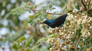 The Sarai at Toria: Sunbird