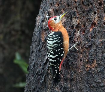 Vanghat: Rufous-bellied Woodpecker