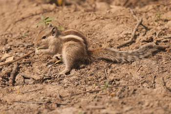 Vanghat: Six-striped Ground Squirrel