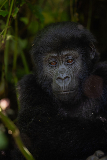 Volcanoes Bwindi Lodge: Gorillakind