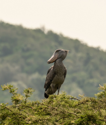 Wilderness Magashi Peninsula: Schuhschnabel