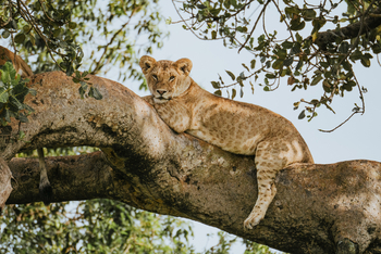 Wilderness Usawa Serengeti Camp: Löwe im Baum