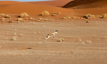 andBeyond Sossusvlei Desert Lodge: Pronking Springbok