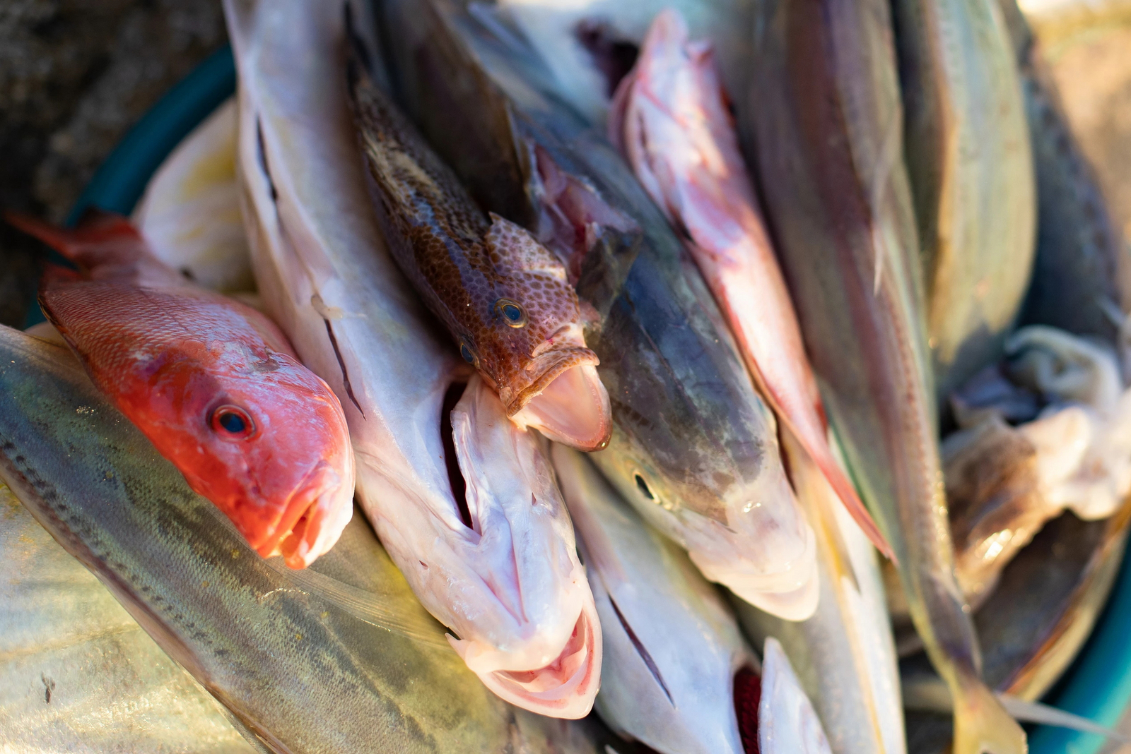 Bahia Mar Boutique Hotel Bahia Mar Boutique Hotel: Fischers Fritz grüßt