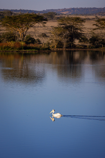 Borana Lodge Borana Lodge: Pelikan im Wasser